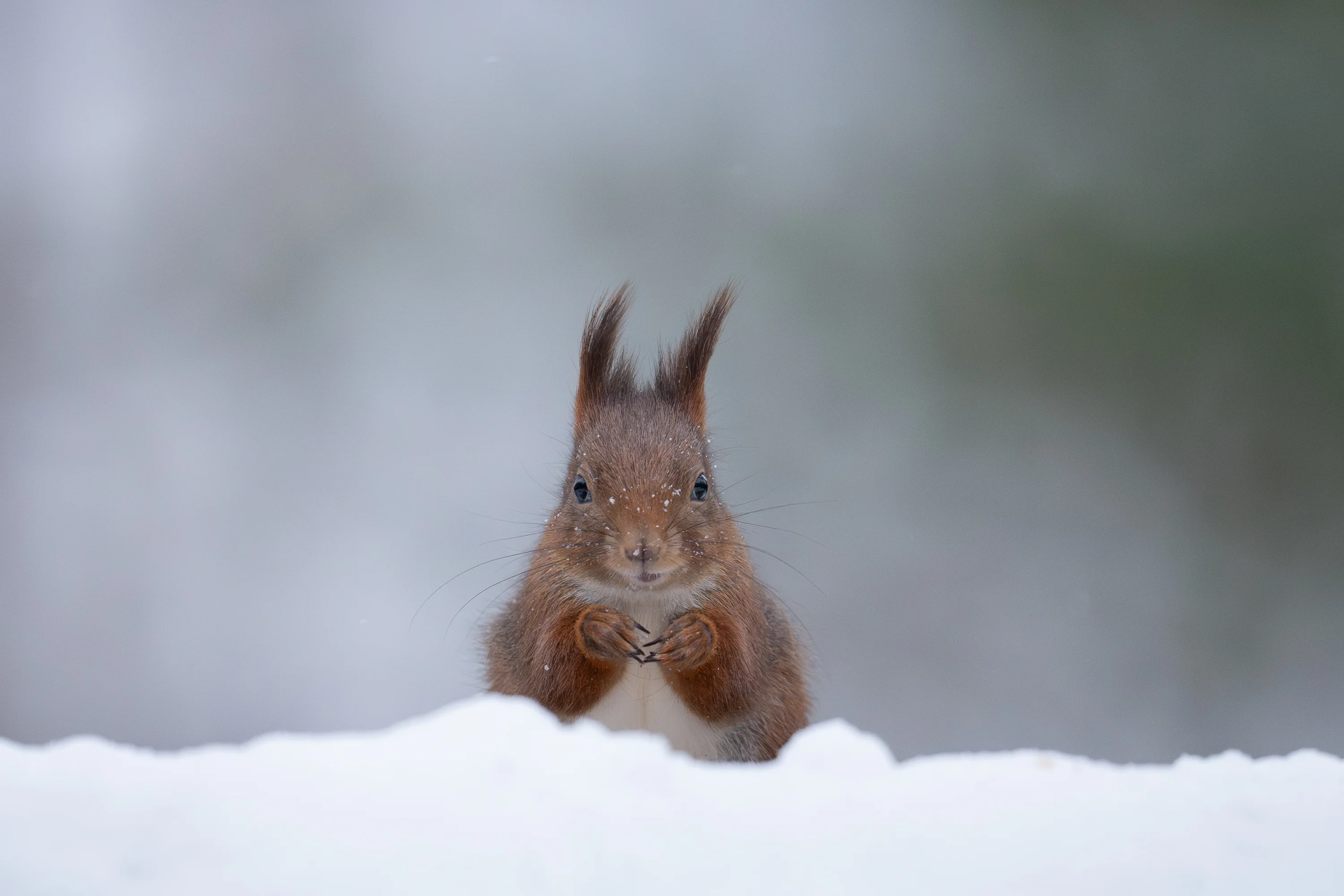 Norway Winter Raptors Expedition gallery image 21